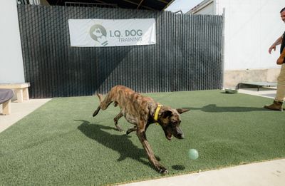 IQ.Dog.Training.09.13.24-110.jpg