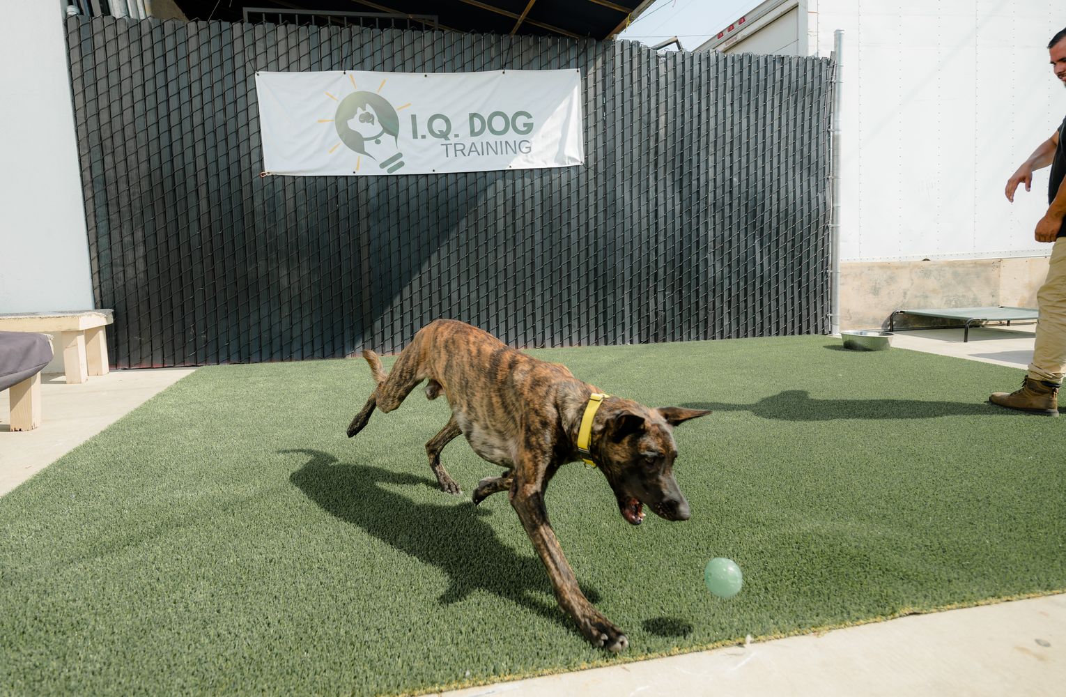 IQ.Dog.Training.09.13.24-110.jpg