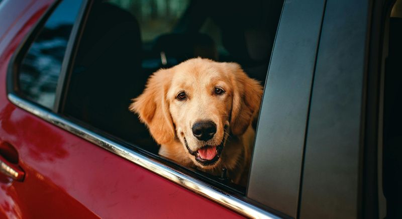 dog sticking head out car window