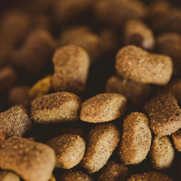 dog food dog food