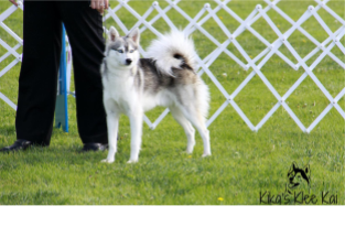 Valley Vetco - 🐶🐾SPOTLIGHT ON THE ALASKAN KLEE KAI🐾🐶 The klee kai comes  in three sizes: standard, over 15 inches up to and including 17 inches;  miniature, over 13 inches up to