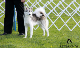 Alaskan Klee Kai Standard