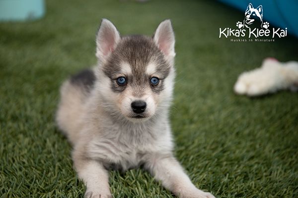 Kika's Klee Kai puppy on grass