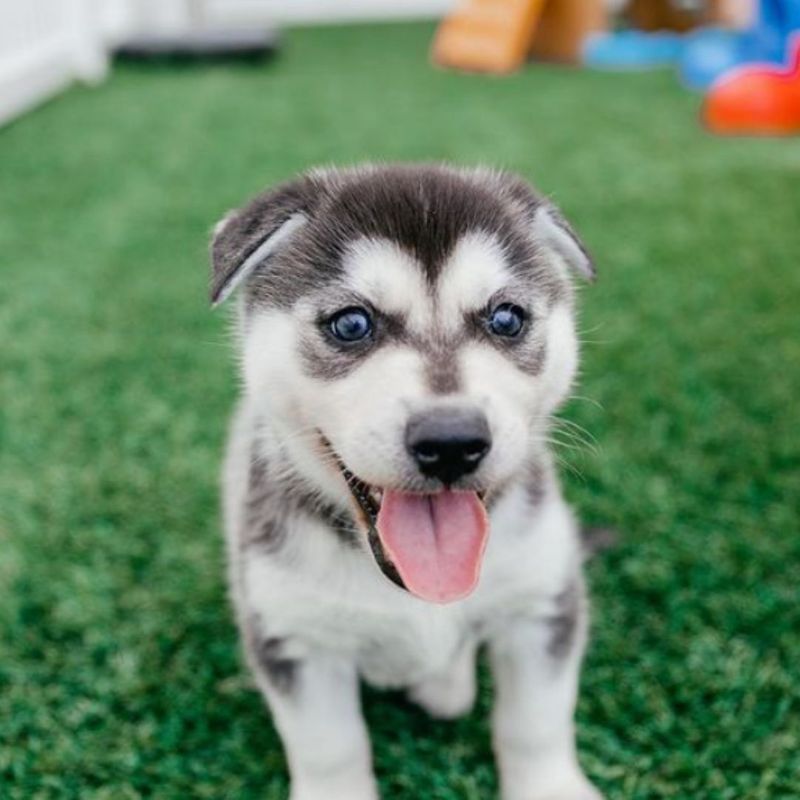 Valley Vetco - 🐶🐾SPOTLIGHT ON THE ALASKAN KLEE KAI🐾🐶 The klee kai comes  in three sizes: standard, over 15 inches up to and including 17 inches;  miniature, over 13 inches up to, kleki dog