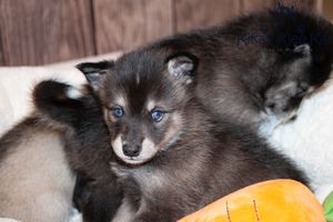Volt as a puppy Rue040722-40.jpg
