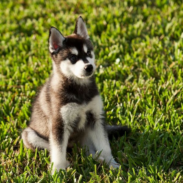 Alaskan Klee Kai puppy sitting on grass