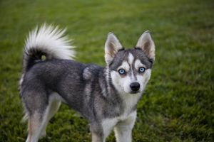 Nala IMG_9353.jpg