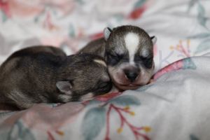 nala 022623-7.jpg