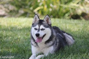 Alaskan Klee Kai Sizes - Miniature Huskies for Adoption