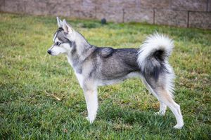 Nala IMG_9439.jpg