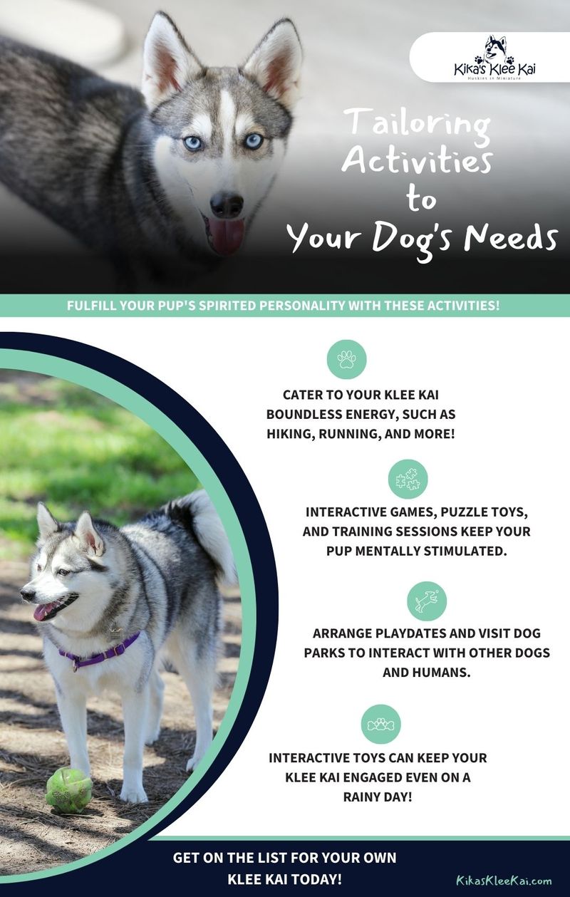 "Tailoring Activities to Your Dog's Needs" infographic