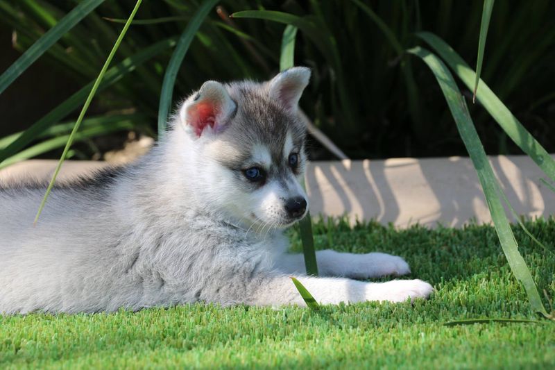 Small husky looking store dogs