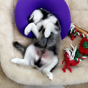 Klee Kai puppy sleeping