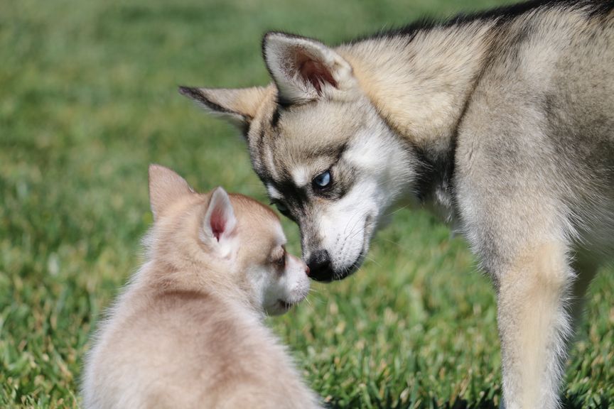 klee kai dog and pup touching noses