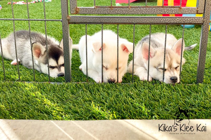 Breed Information - All About The Alaskan Klee Kai Breed