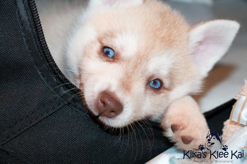 Alaskan Klee Kai Dog Breed Pictures, 1