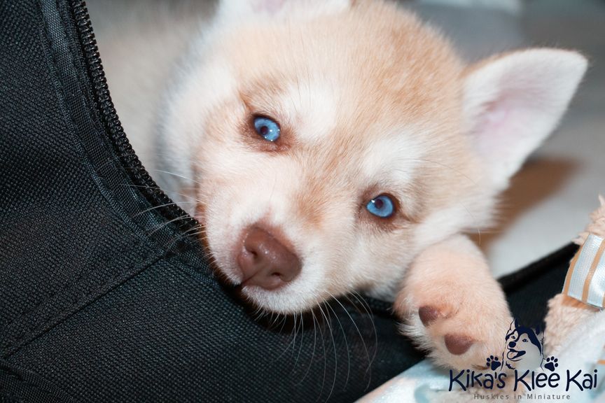 Alaskan Klee Kai puppy chewing on crate 