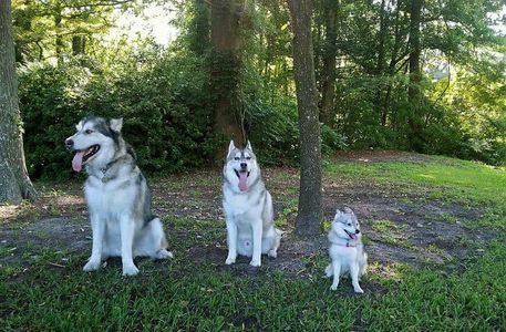 Malamute, Husky and Klee Kai