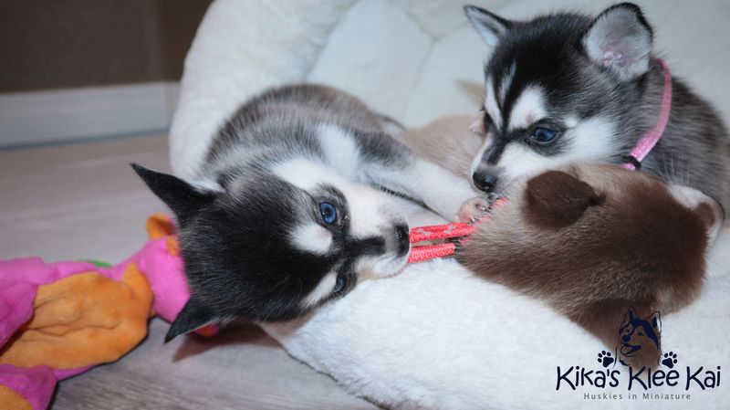 can alaskan klee kai live in hot weather