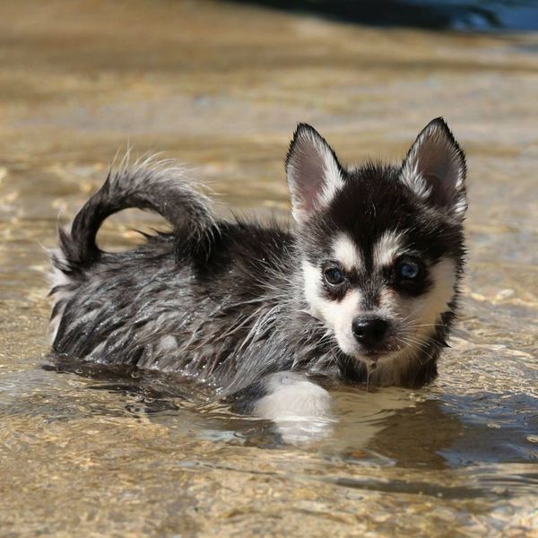 Alaskan Klee Kai puppy playing in water