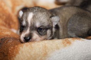 nala 030723-6.jpg