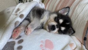 alaskan-klee-kai-puppy-sleeping.jpeg