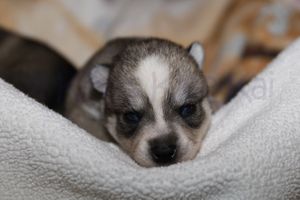 nala 030723-4.jpg