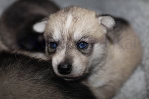 Goldie sassy091823-17.jpg