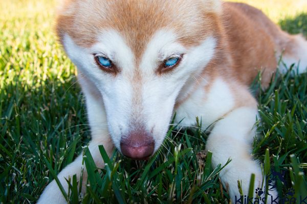 Best vitamins cheap for husky