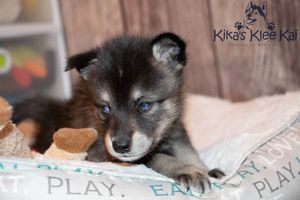 Volt as a puppy Rue040722-64.jpg