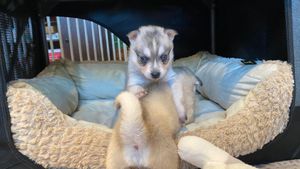 gray-white-blue-eyed-klee-kai-puppy.jpeg