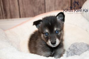 Volt as a puppy Rue040722-48.jpg