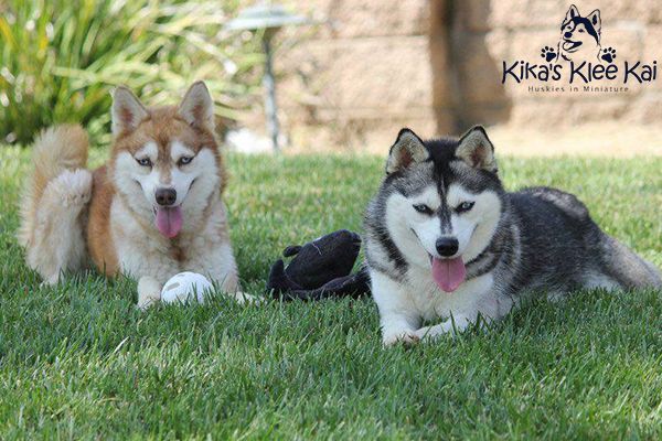 Alaskan Klee Kai Dog Breed Pictures, 1