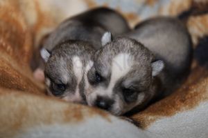 nala 030723-2.jpg