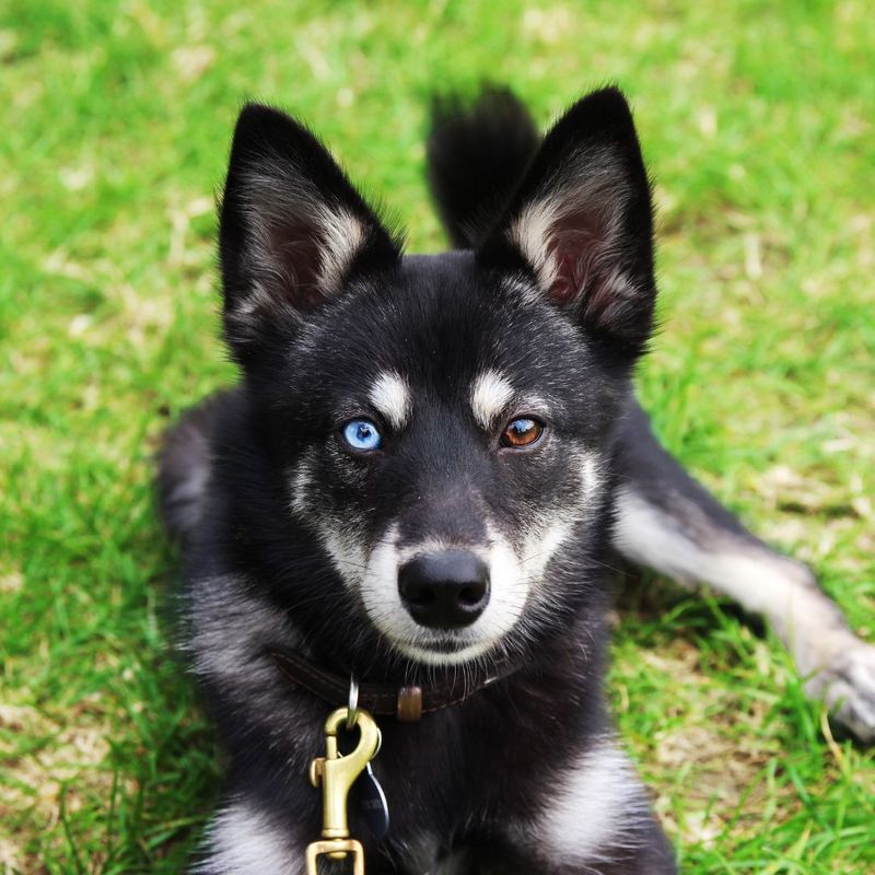 Alaskan Klee Kai Dog Breed - Dog World