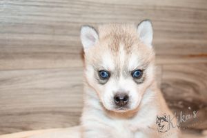 Gray and white blue eyed Klee Kai puppy