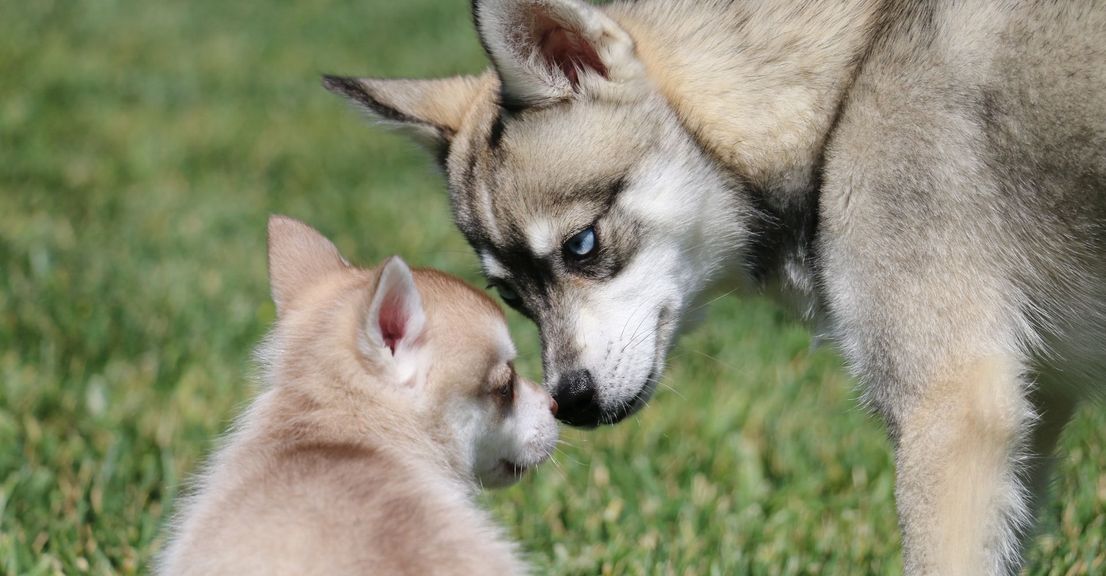 Alaskan Klee Kai puppy and mother