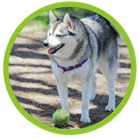 Klee Kai with tennis ball