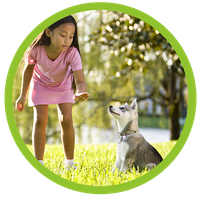 Klee Kai puppy playing with young girl