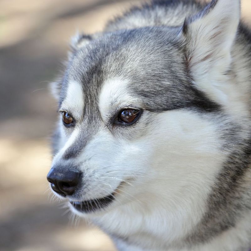 Why Klee Kai Puppies Are Amazing Companions - Miniature Huskies for Adoption