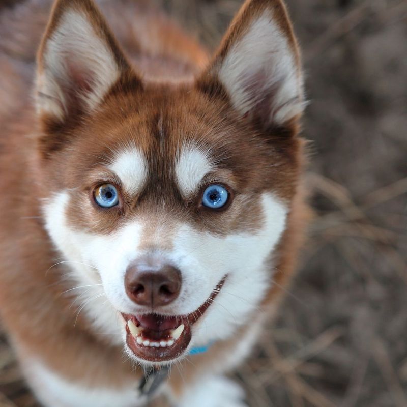 4 Reasons Why You Should Get Your Next Dog From Kika's Klee Kai - Miniature  Huskies for Adoption