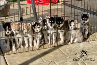 Photo Albums Mini Husky Puppy Photographs Kika s Klee Kai