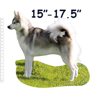 Standard Alaskan Klee Kai Size