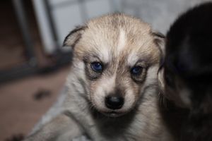 Goldie sassy091823-33.jpg