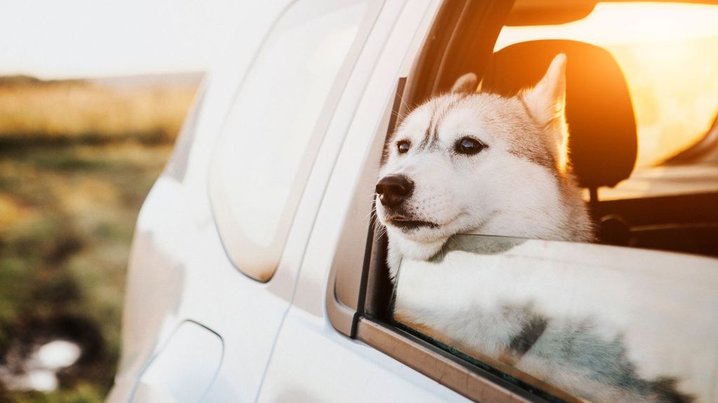 klee kai puppy  in car window