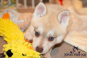 red-and-white-alaskan-klee-kai-as-pup.jpg
