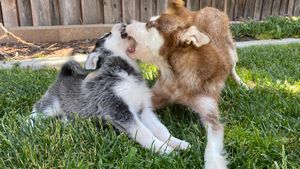 klee-kai-pup-with-mom.jpeg