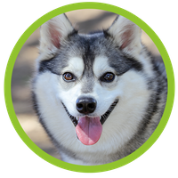 Klee Kai looking happy