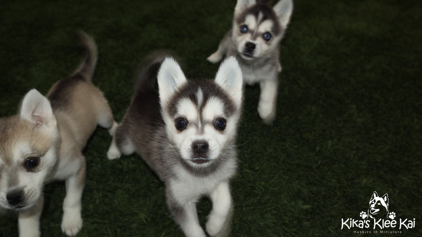 Alaskan Klee Kai - Training Course on Alaskan Klee Kai