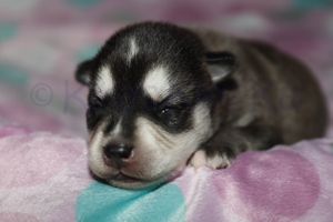 Sassy 090523-8.jpg